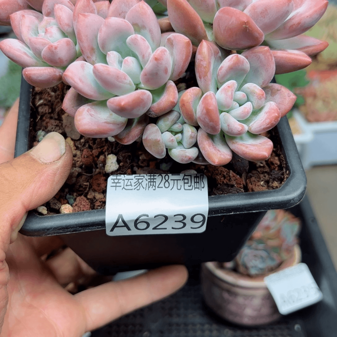 幸运的是我的朋友们都