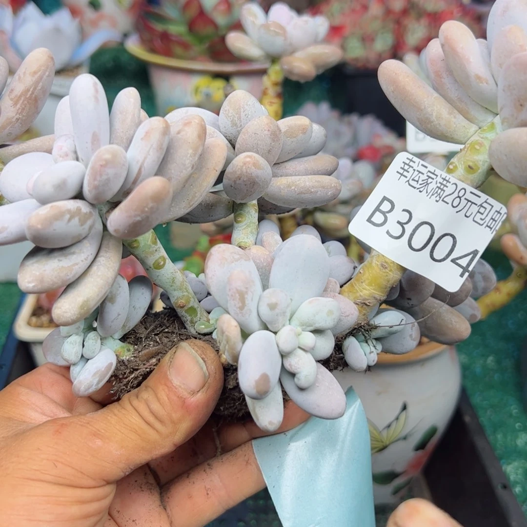 ?****?幸运的是我的朋友们