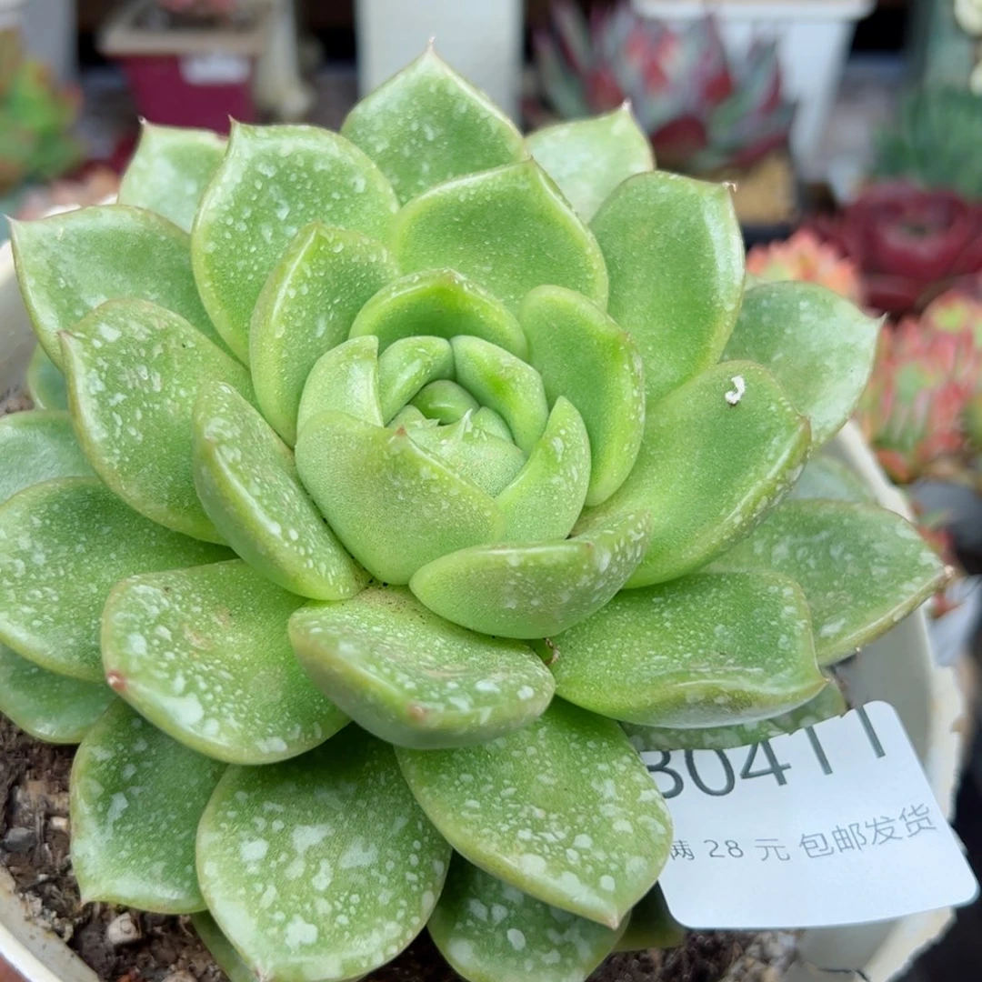 幸运的是我的朋友