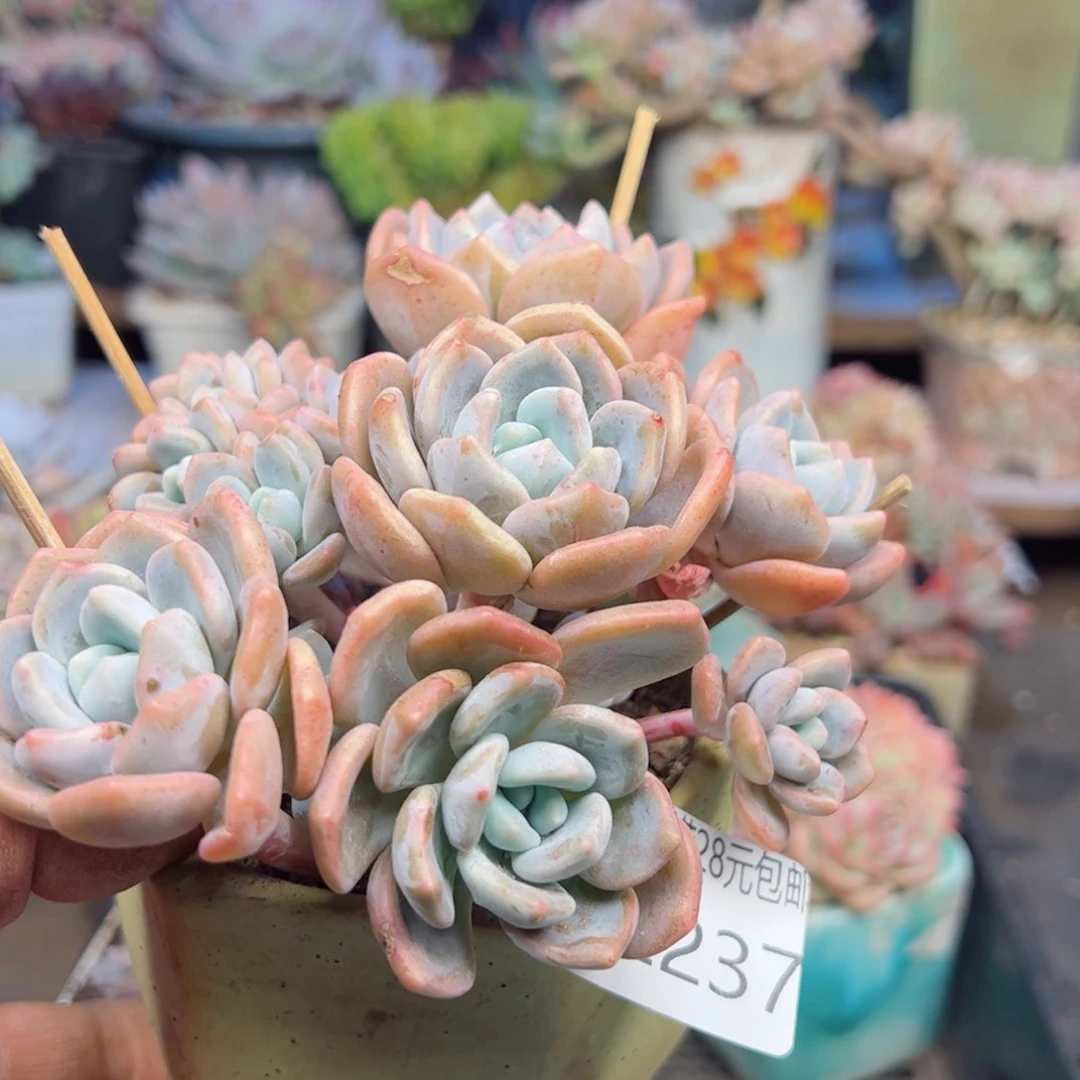 幸运的是我的朋友们