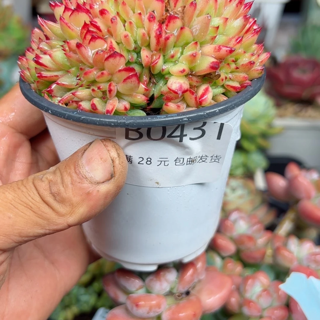 幸运的是我的朋友