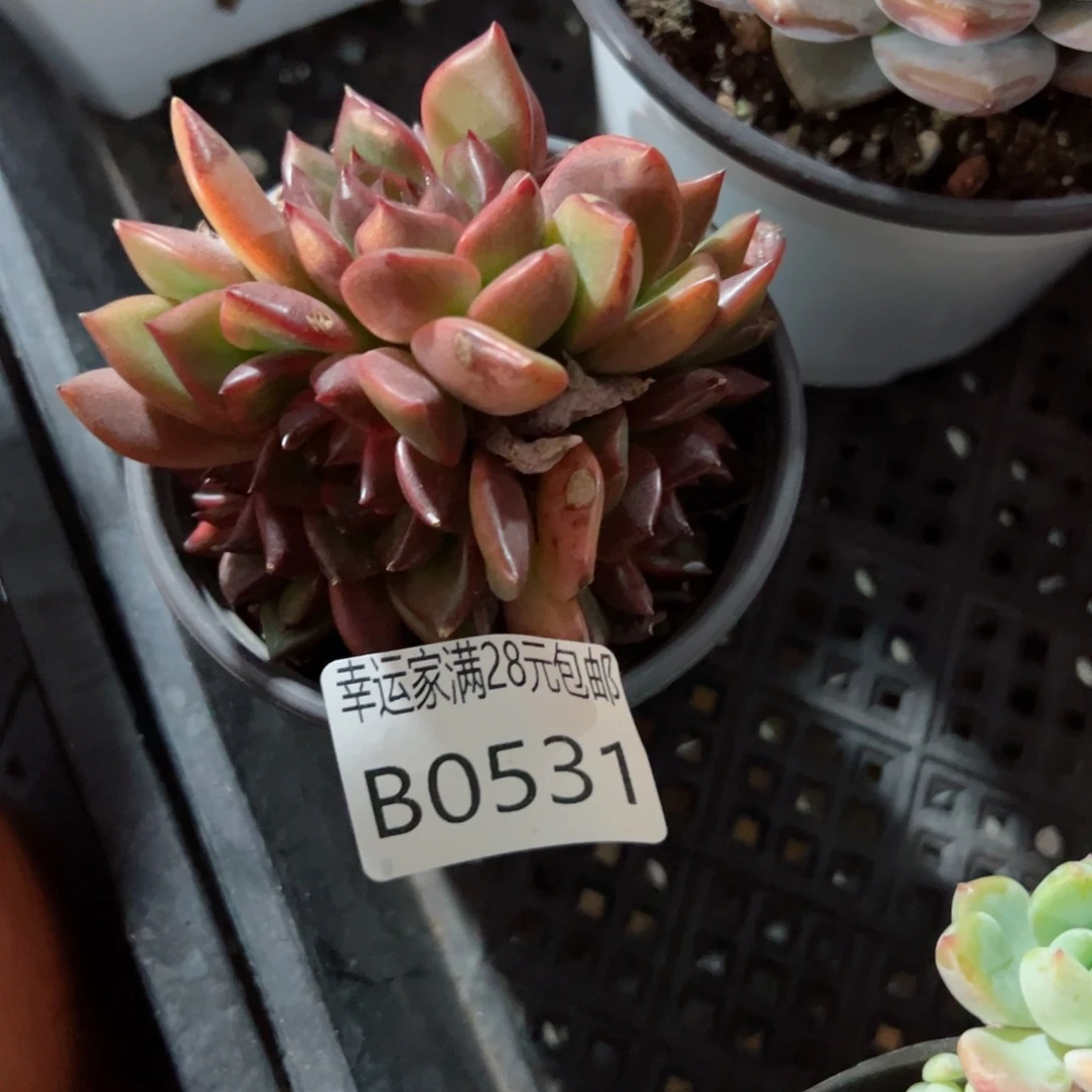 幸运的是我的朋友们