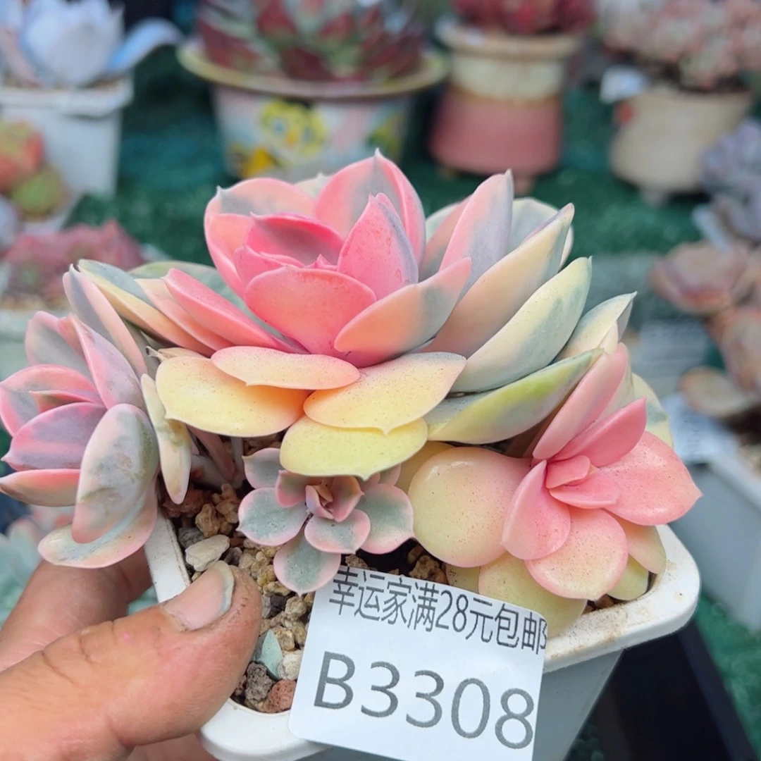 幸运的是我的朋友们