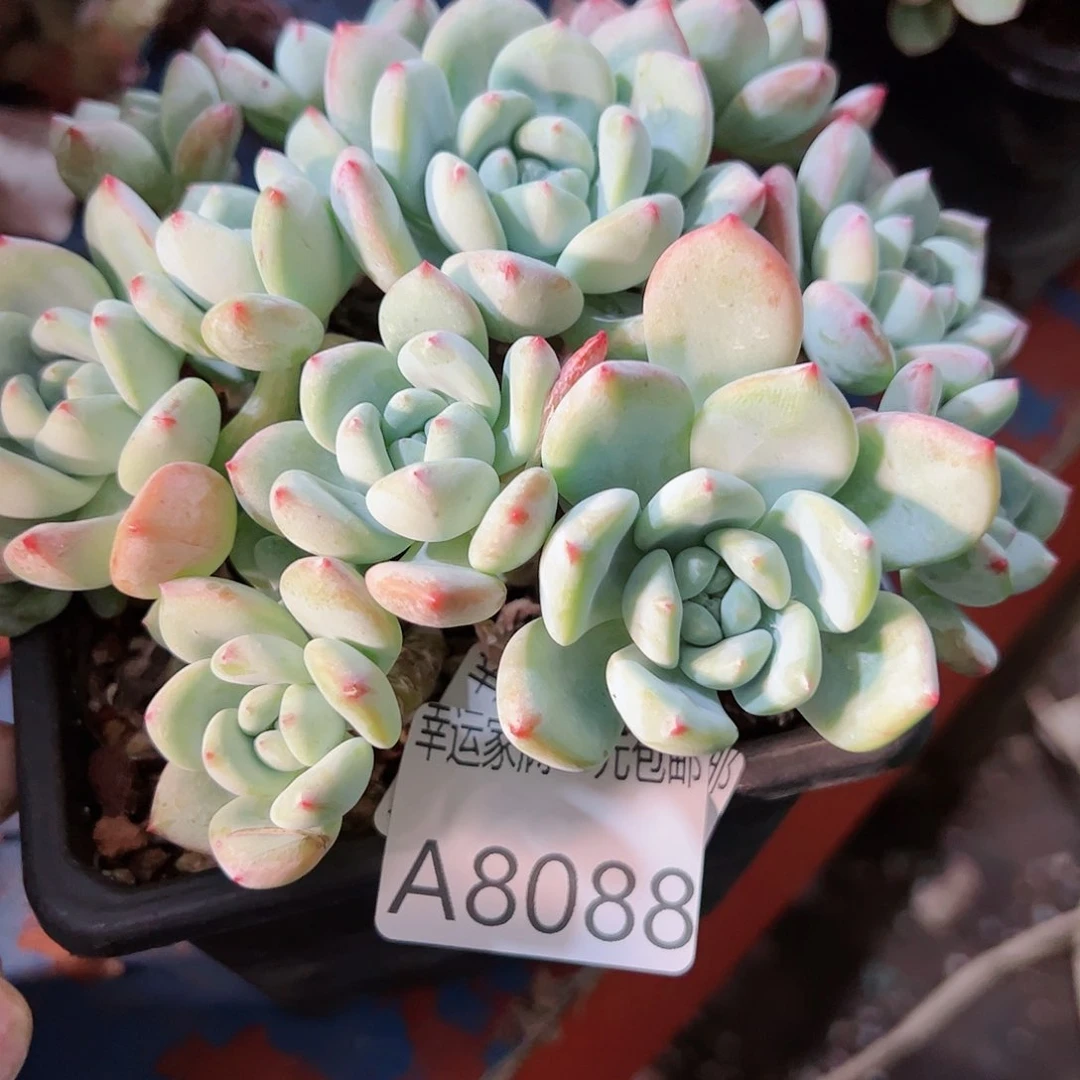 幸运的是我的朋友们