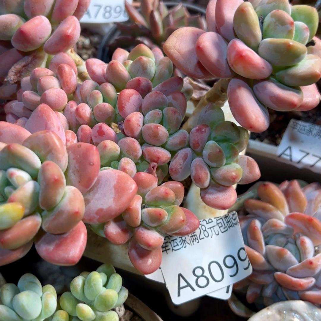 幸运颜色白色的小