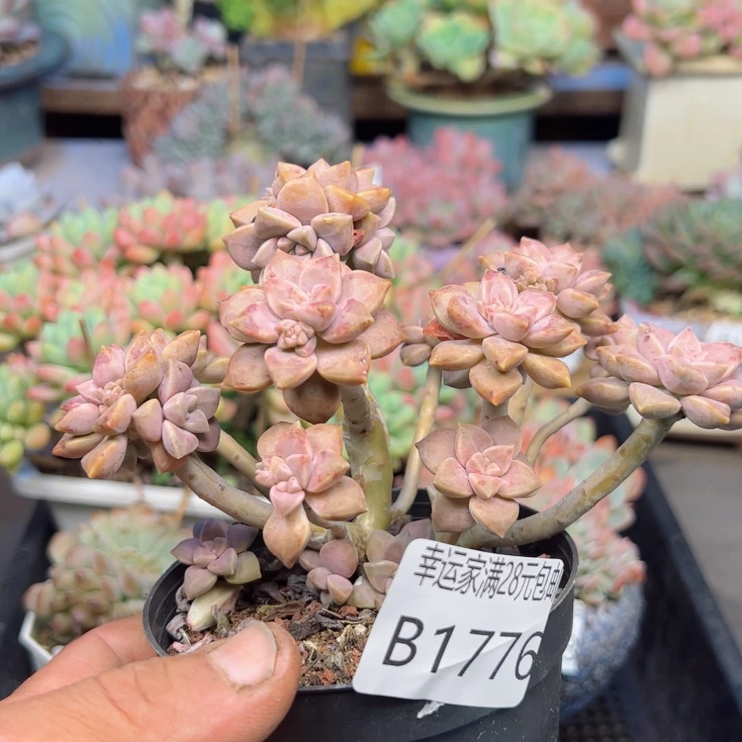 幸运的是我的朋友们