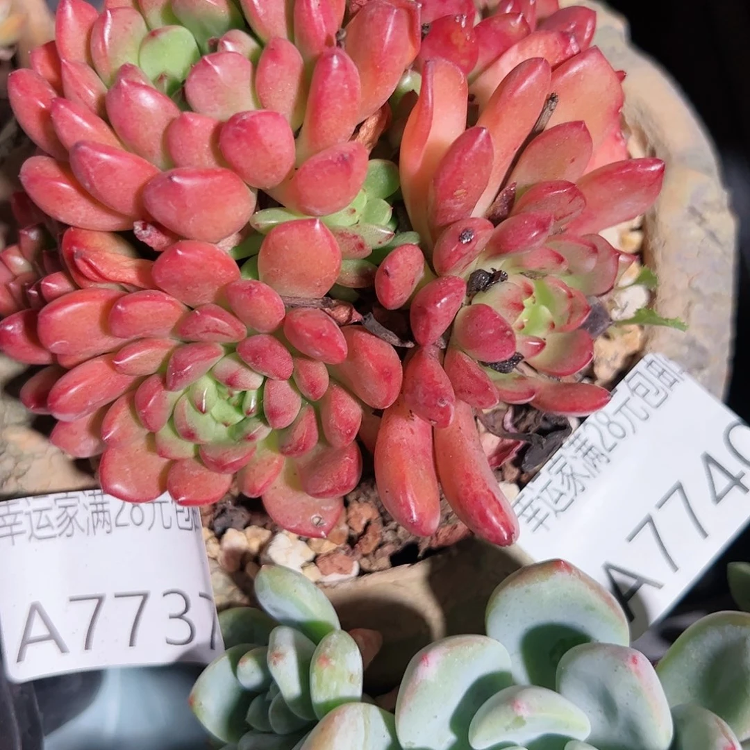 幸运的是我的朋友