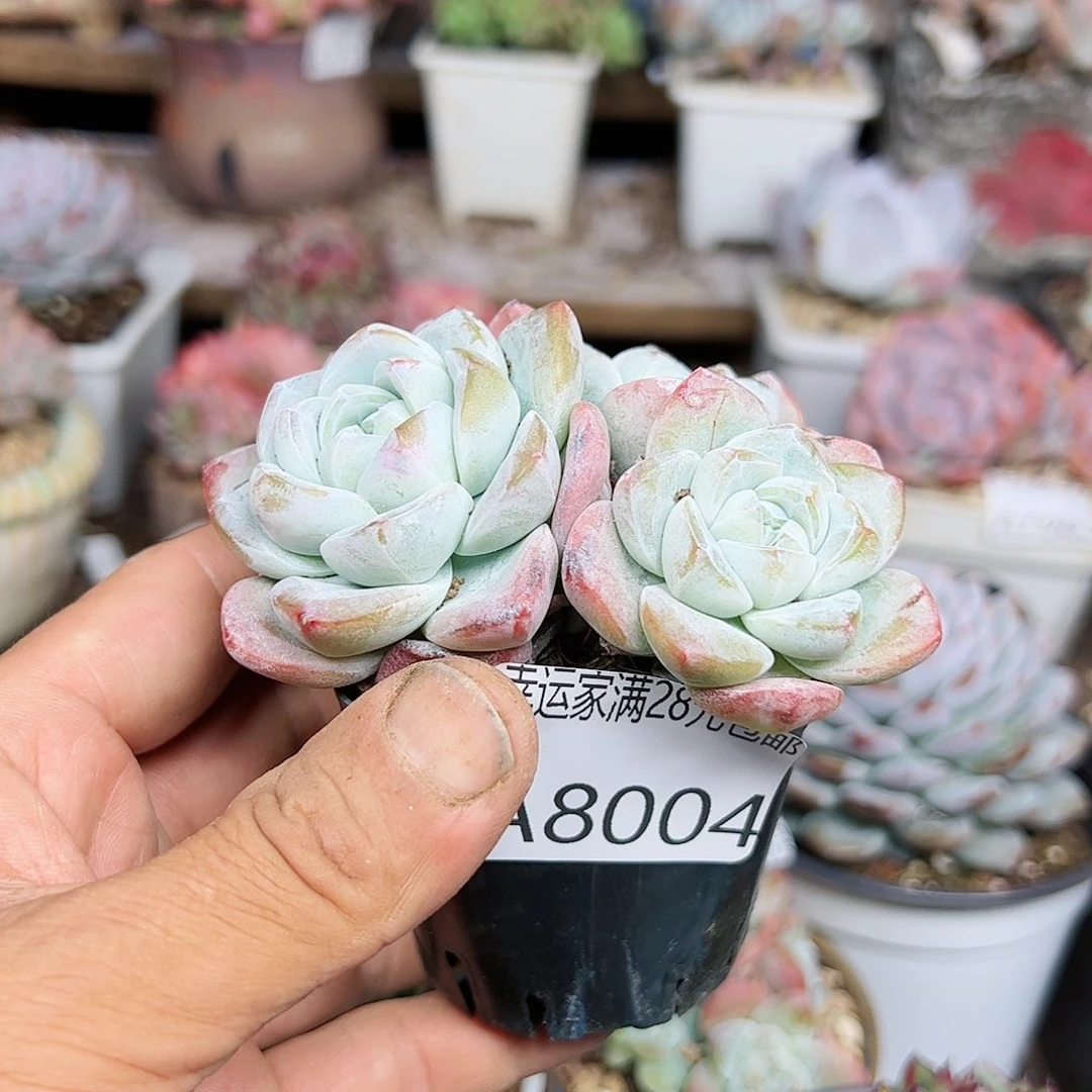 幸运的是我的朋友们