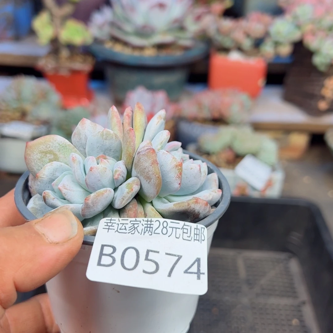 幸运的是我的朋友们