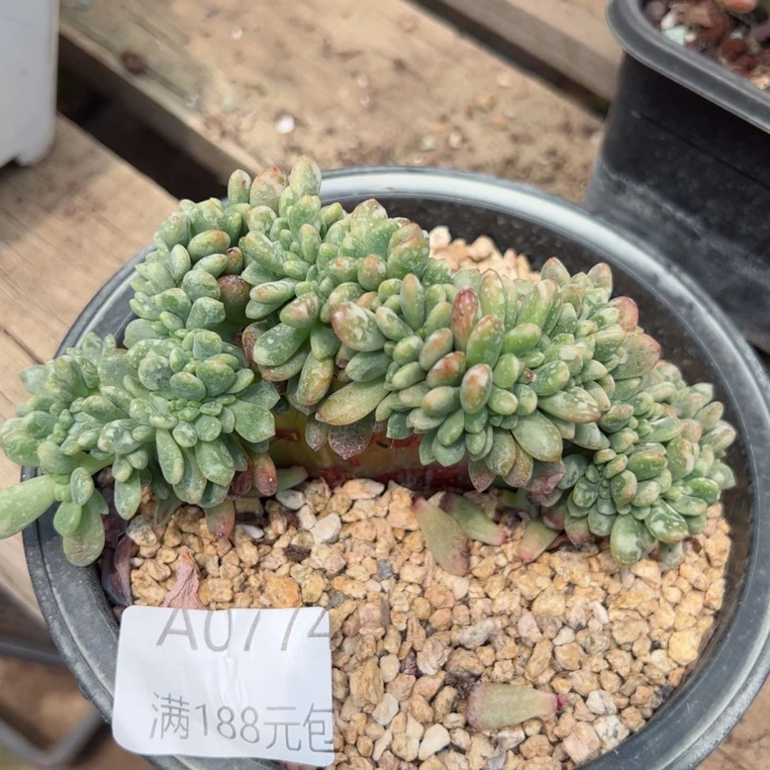 幸运颜色白色的颜色