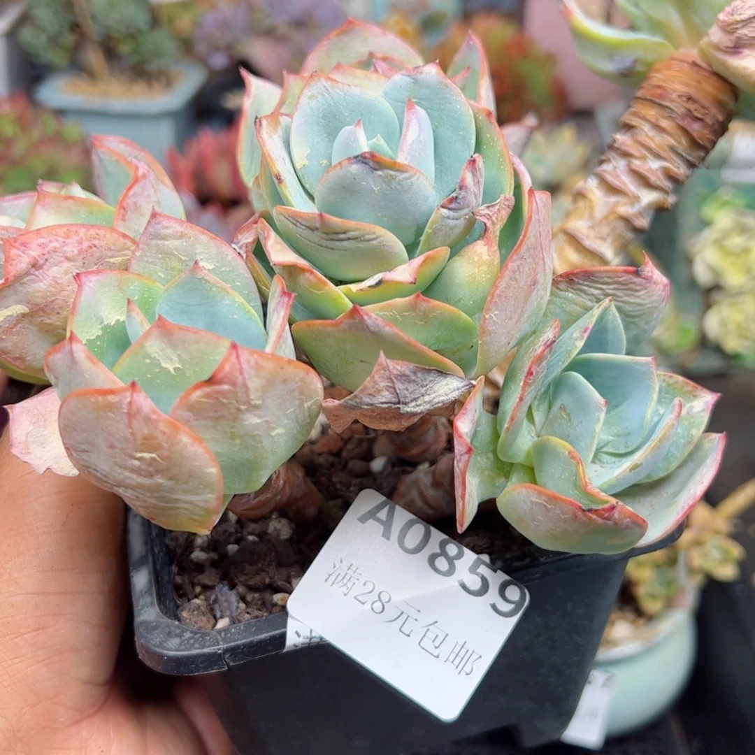 幸运的是我的朋友