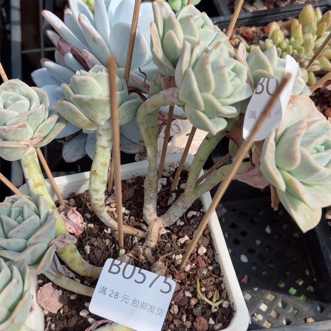 幸运的是我的朋友是