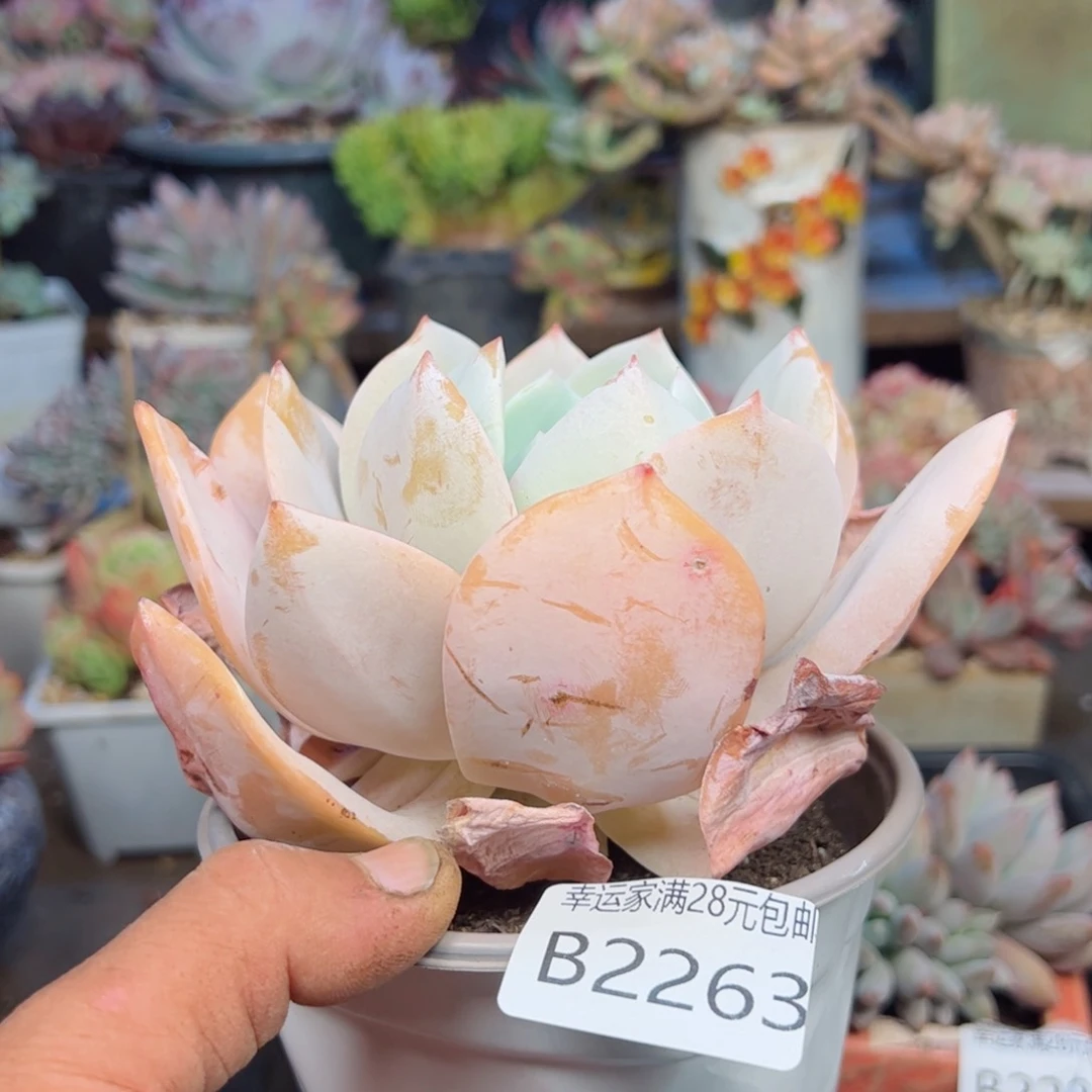 幸运的是我的朋友们都在