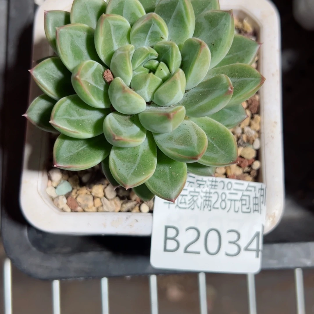 幸运的是我的朋友