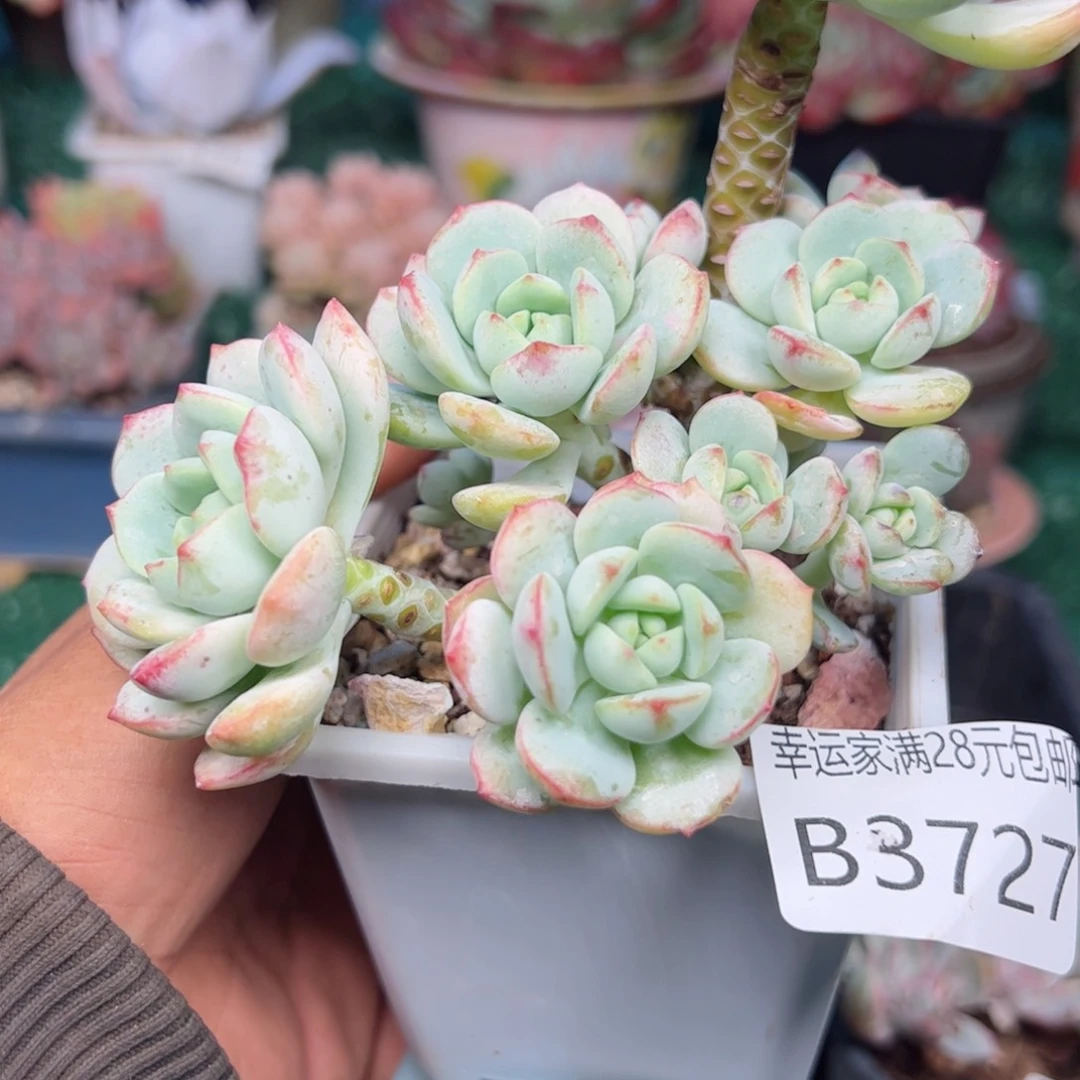 幸运的是我的朋友