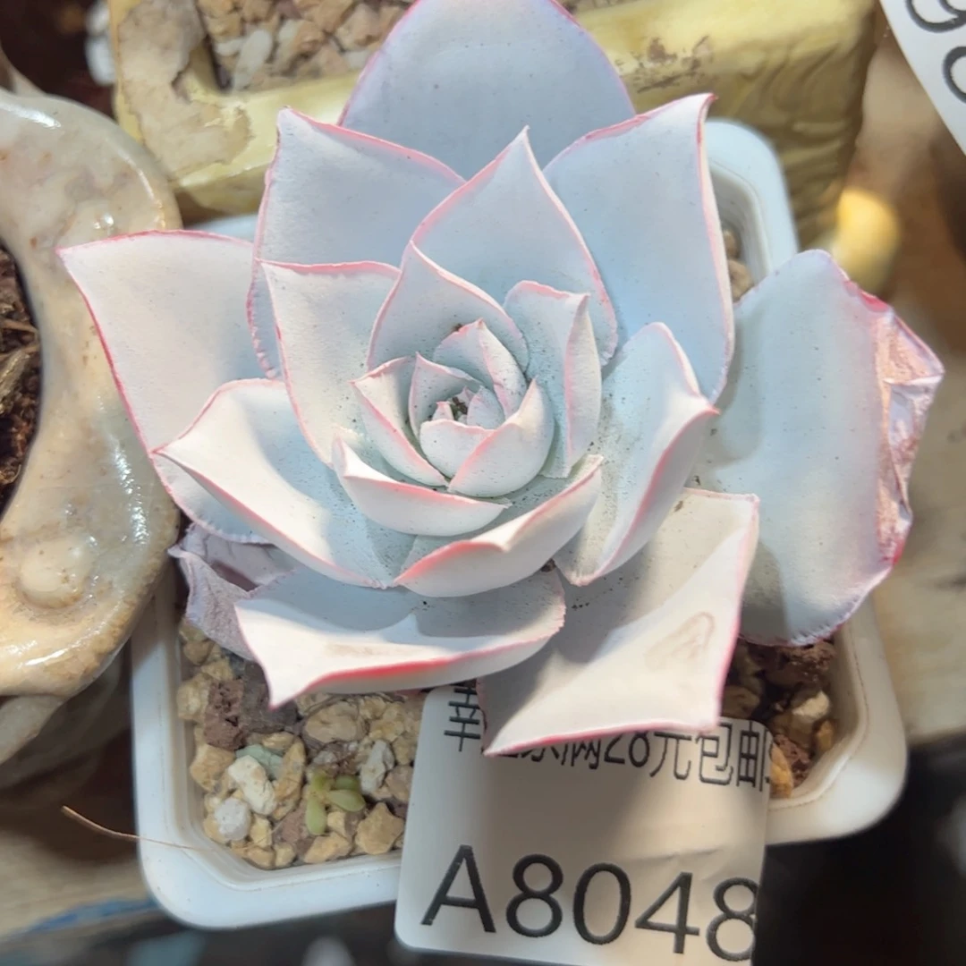 幸运的是我的朋友们