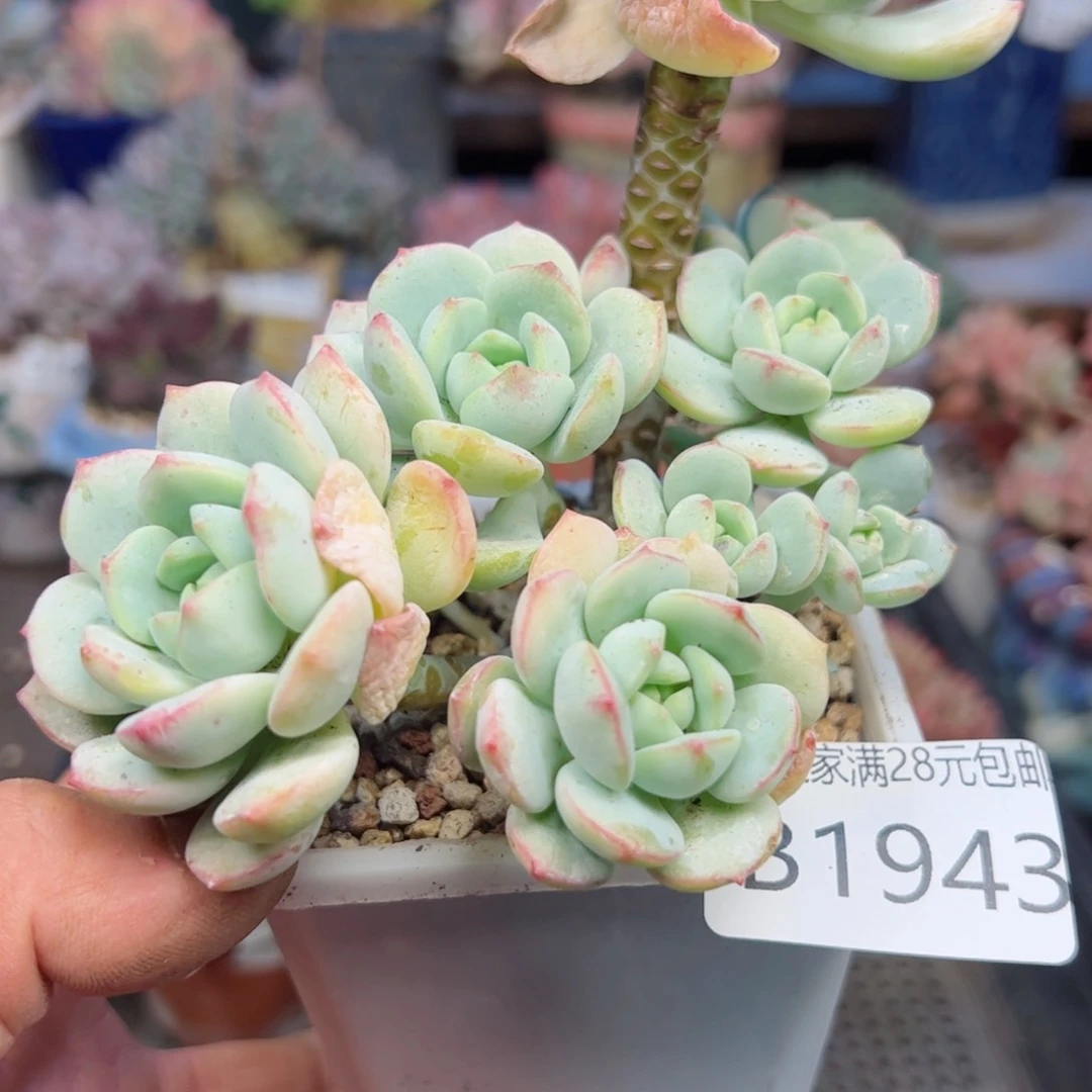 幸运的是我的朋友们