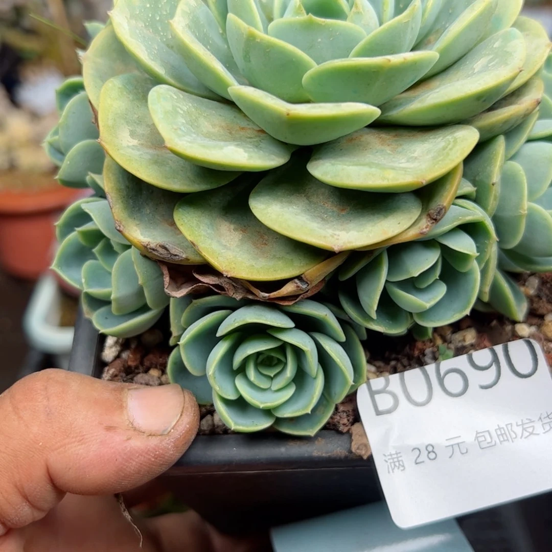 幸运的是我的朋友们