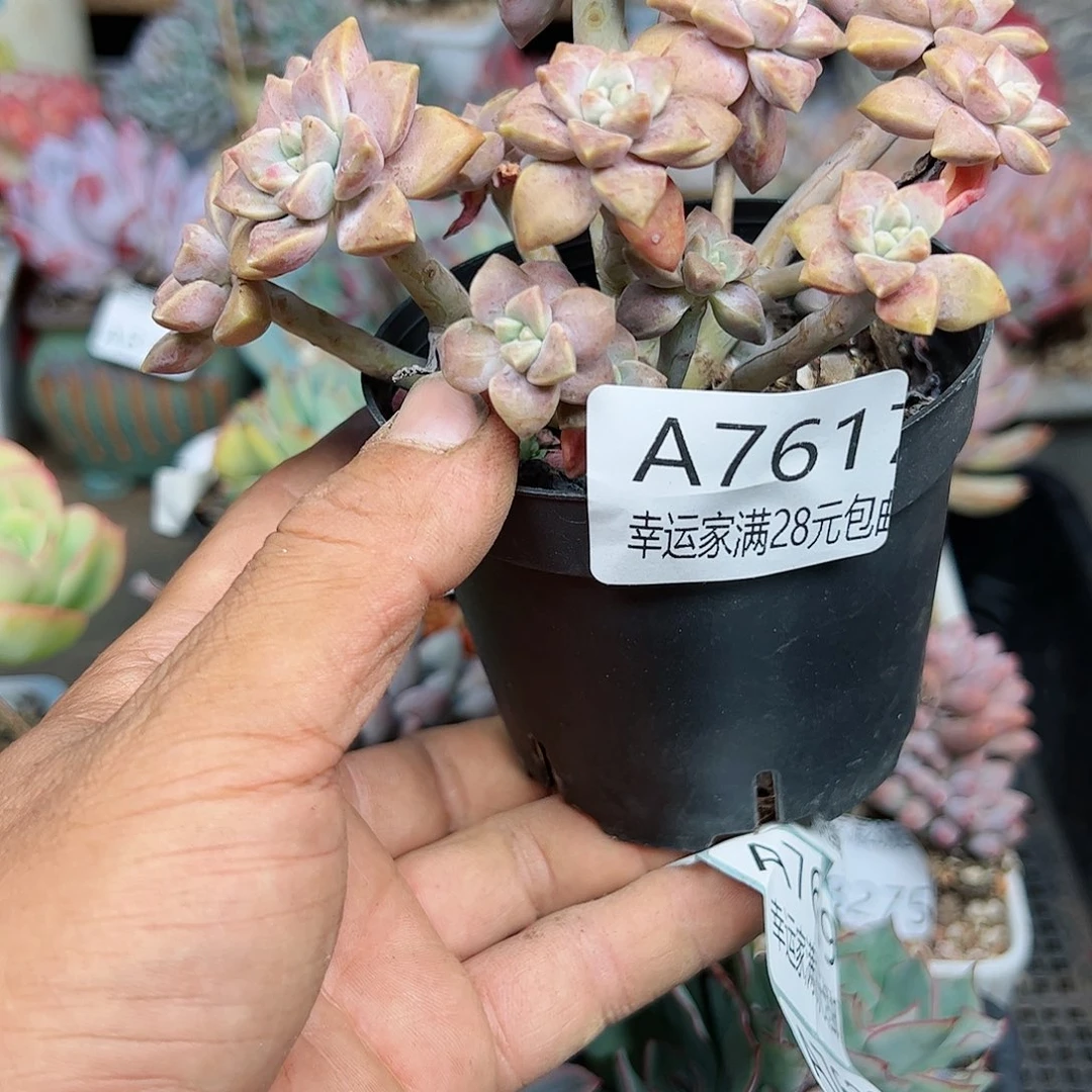 幸运的是我的朋友们都