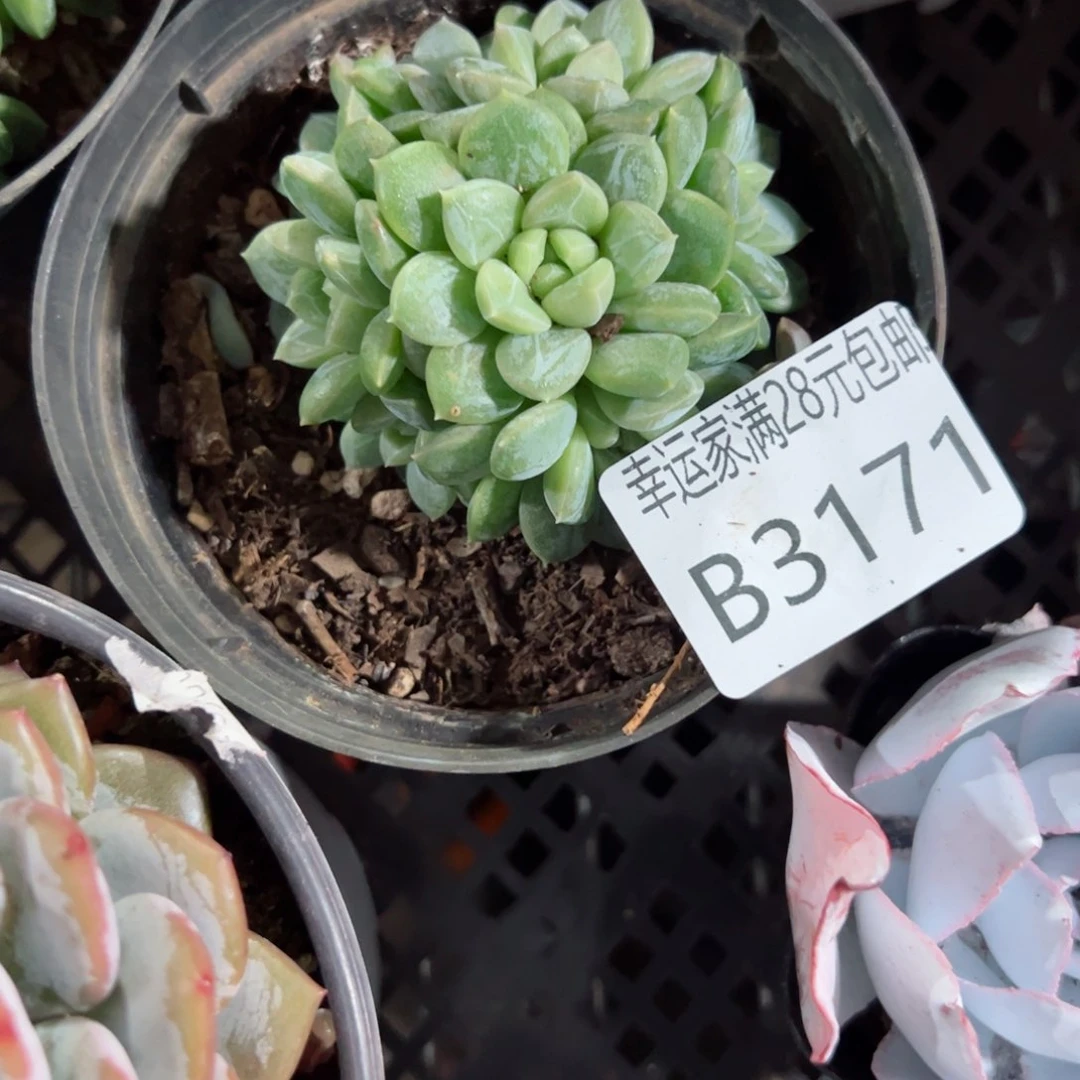 幸运的是我的朋友是