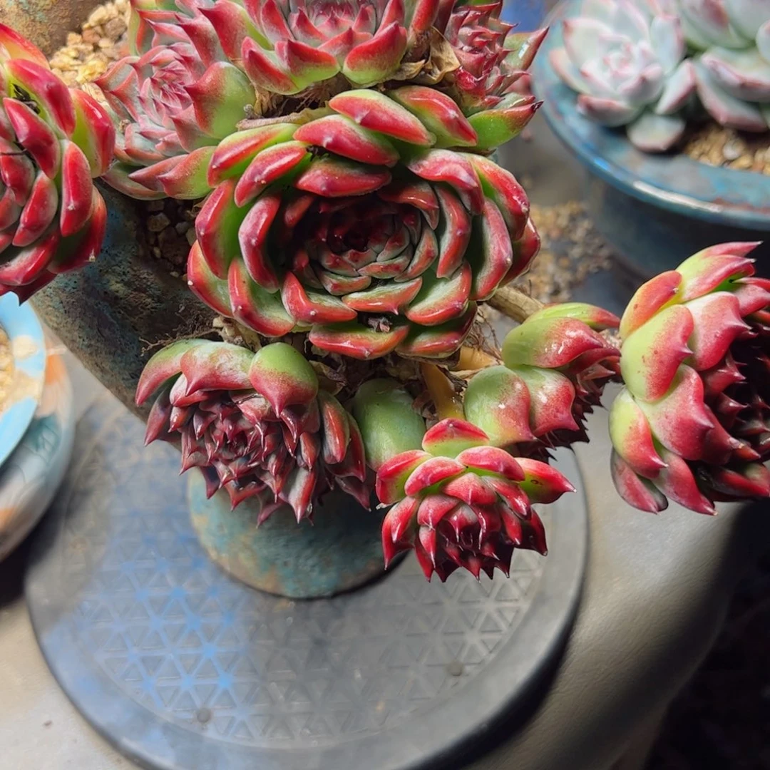 幸运的是我的朋友们都