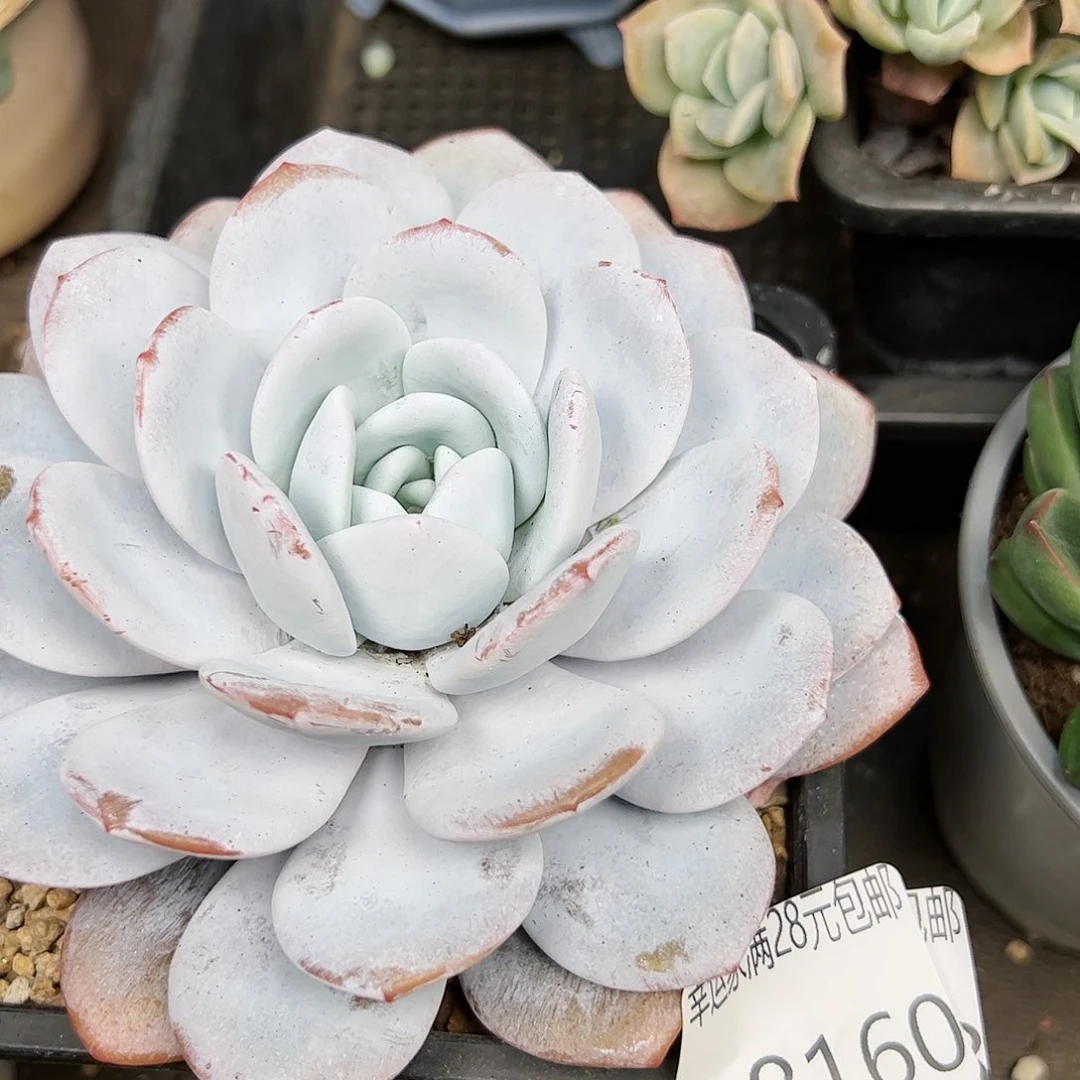 幸运的是我的朋友