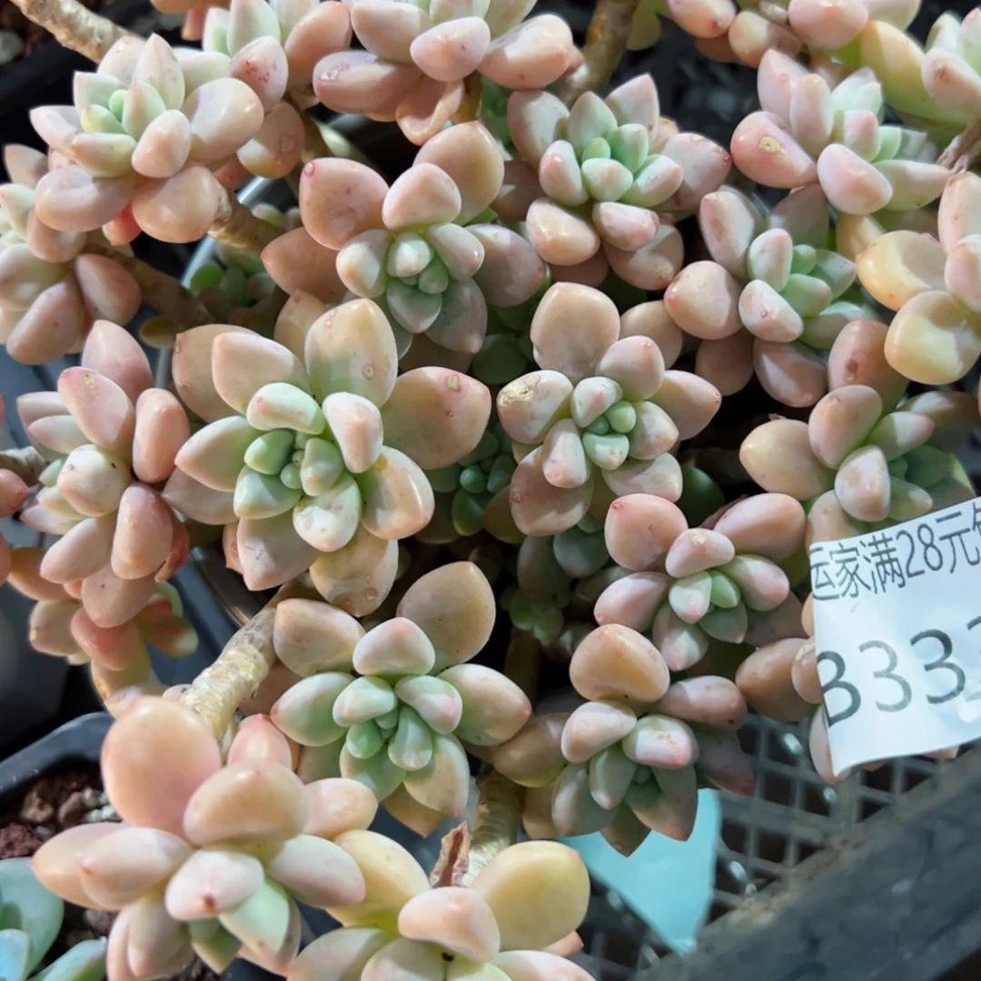 幸运的是我的朋友