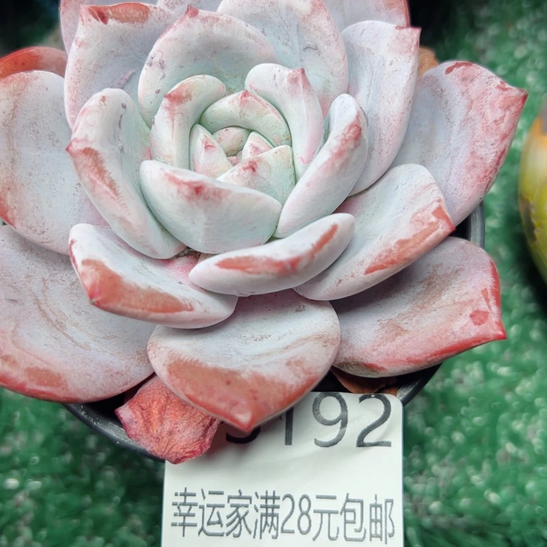 幸运的是我的朋友们都在这里