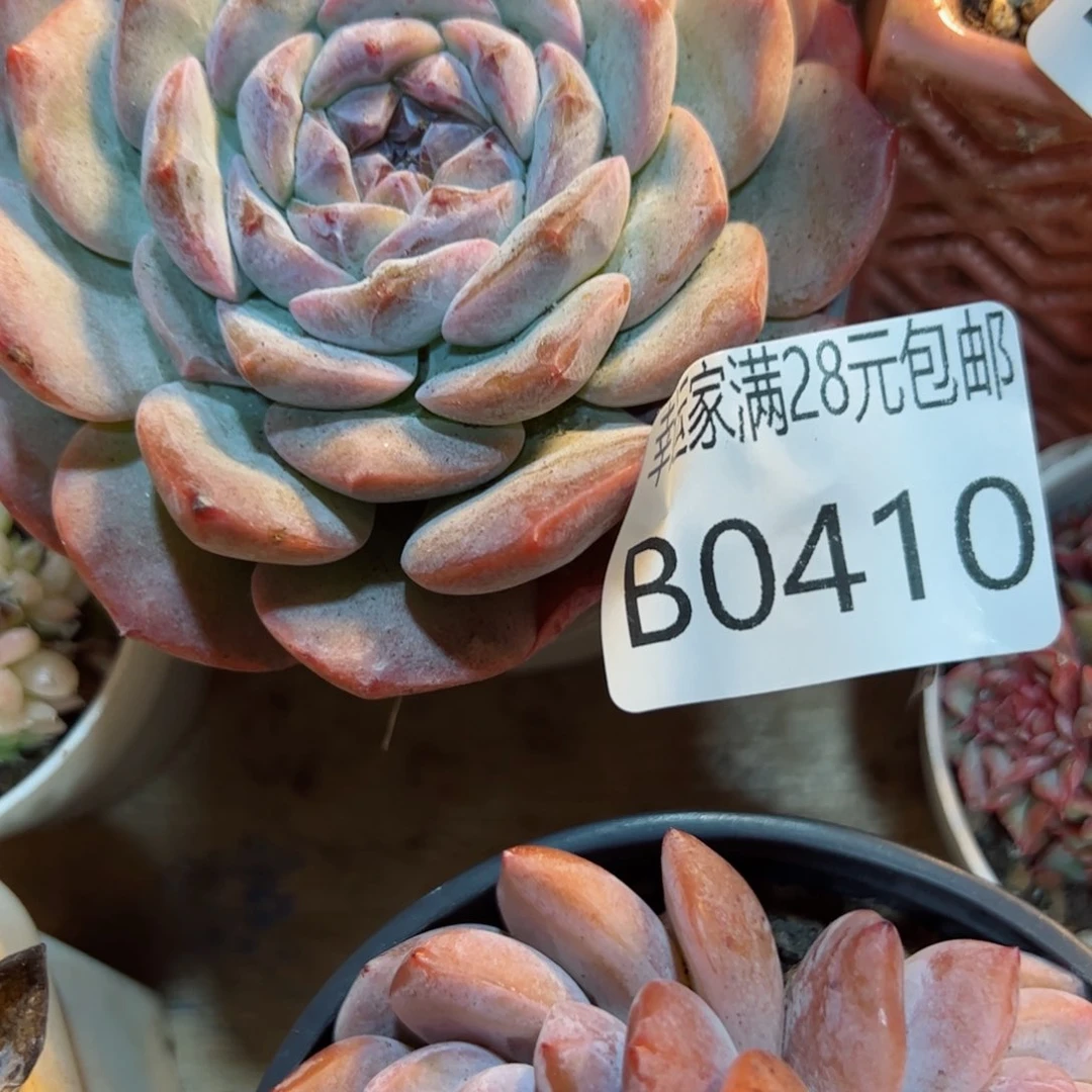 幸运的是我的朋友