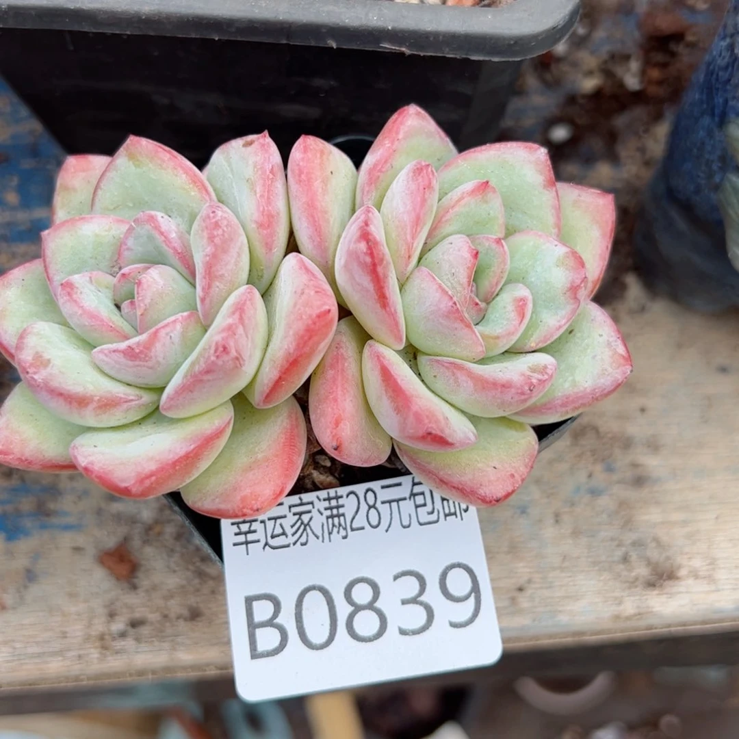 幸运的是我的朋友是