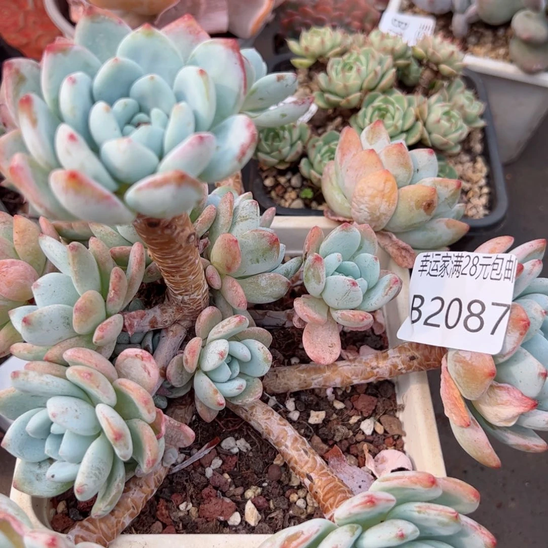 幸运的是我的朋友们