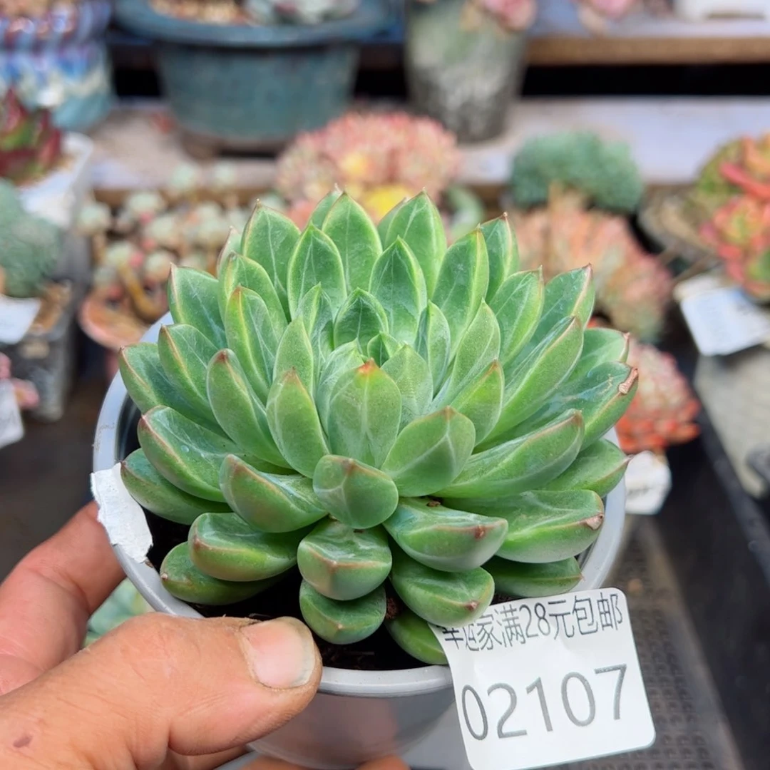 幸运的是我的朋友