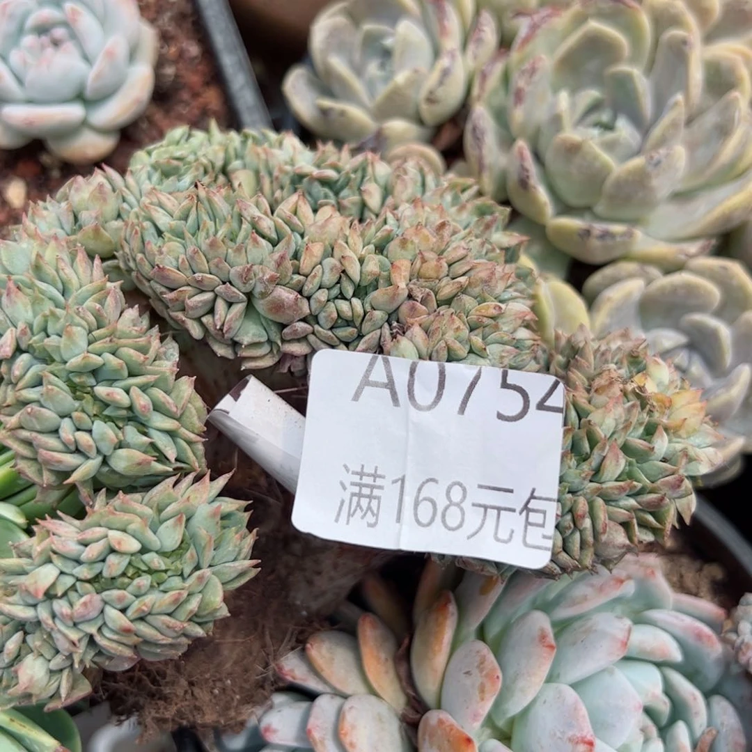 幸运颜色白色的小