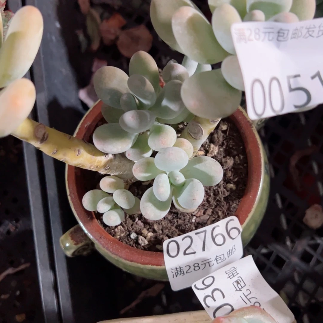 幸运颜色白色的小