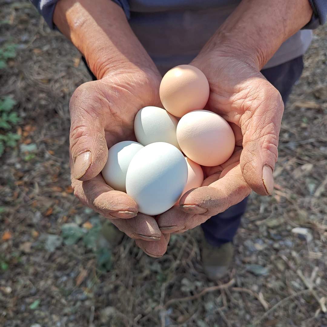 30枚仙山散养土鸡蛋 （粉绿随机） 农家  当日（集卡送礼品） 44g以下