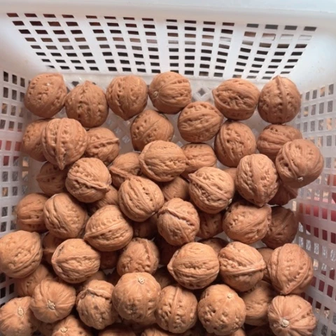 【闪购商品】核桃核雕小秋子6号54粒