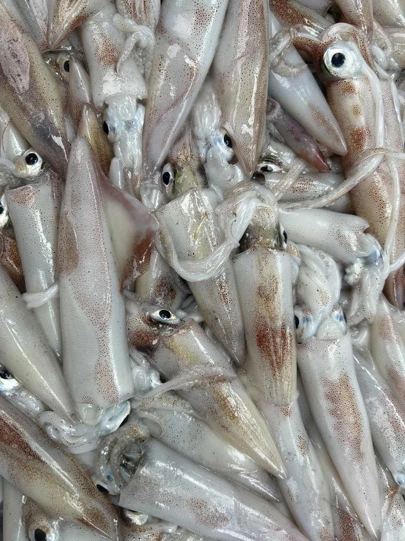 灯照鱿鱼 鲜冻 厦门海鲜配送 顺丰 现称