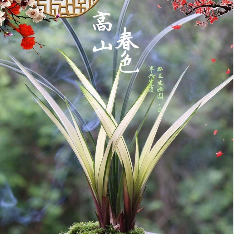 《建兰高山春色》精品兰花中透复色花2苗