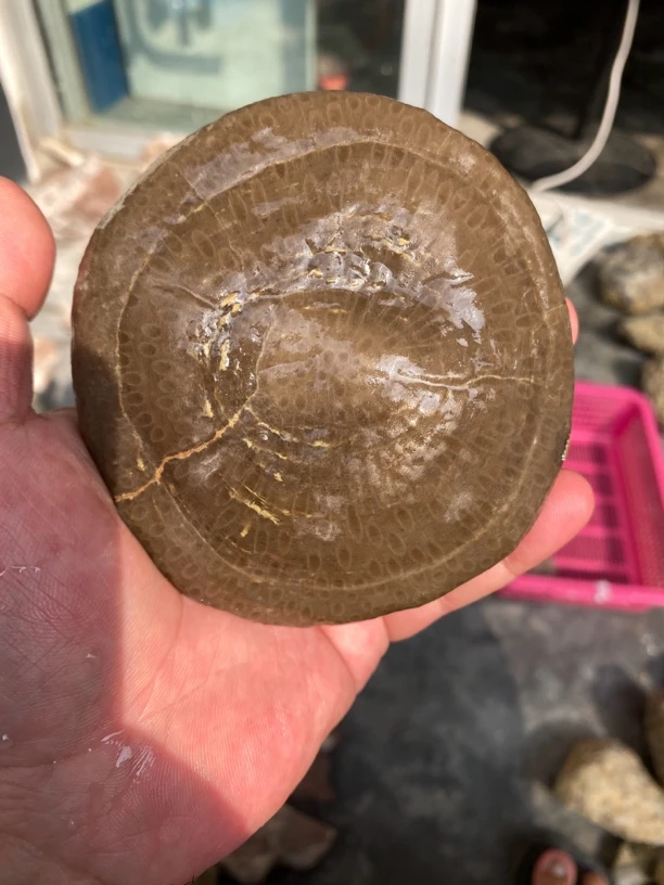 川北多彩原石家居摆件.直播间截图发货无截图随机发货粗陶壶垫