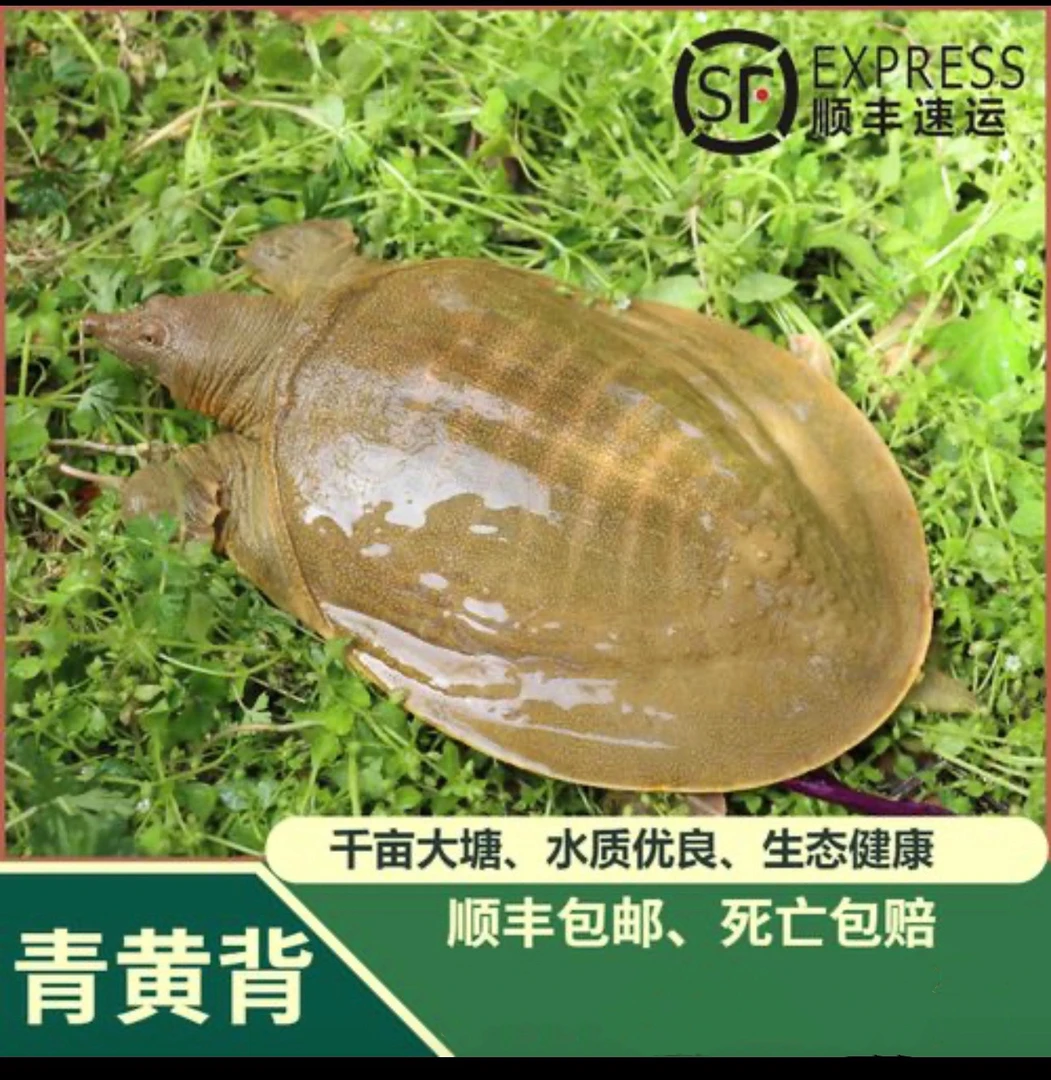 顺丰包邮[2只4-5斤]正宗外塘散养鲜活青黄老甲鱼死亡包赔