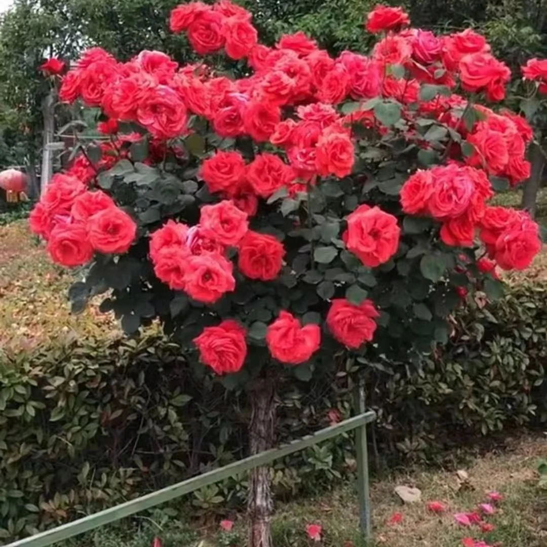 大花月季国月粉扇绯扇浓香型月季山木香嫁接