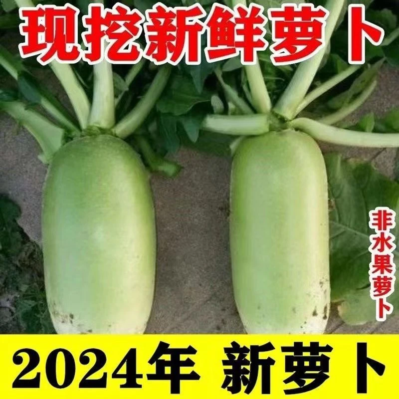 主播福利 24年头茬新鲜青萝卜地里现挖产地直发