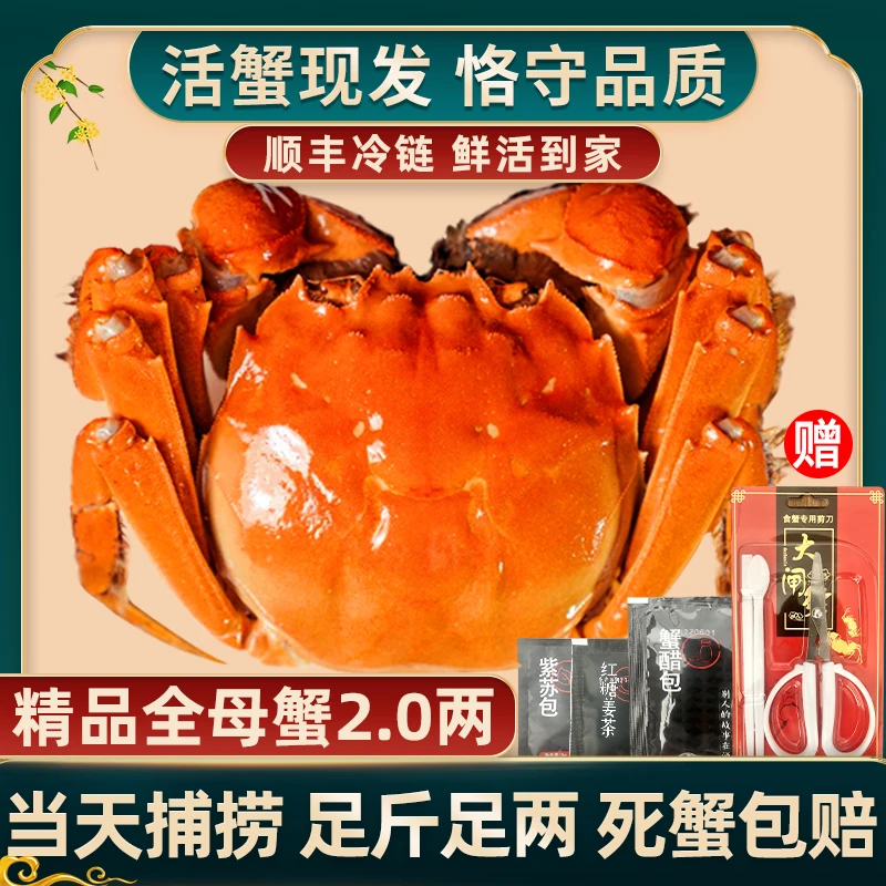 【活蟹现发】惠澄大闸蟹全母活蟹2两*6只礼盒装螃蟹包邮饱满