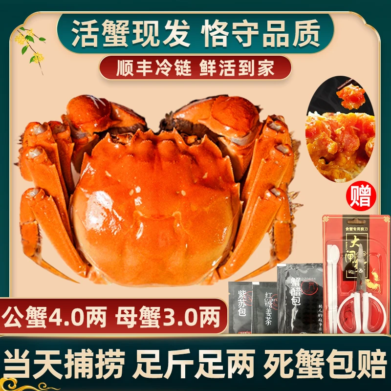 【活蟹现发】惠澄大闸蟹4两公3两母6/8只活蟹顺丰冷链包邮买1送1箱