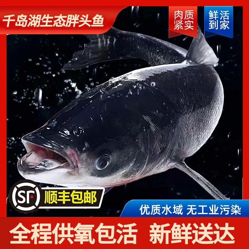 【胖头鱼-活鱼】千岛湖生态营养胖头鱼25-40斤/条捕捞新鲜活鱼顺丰