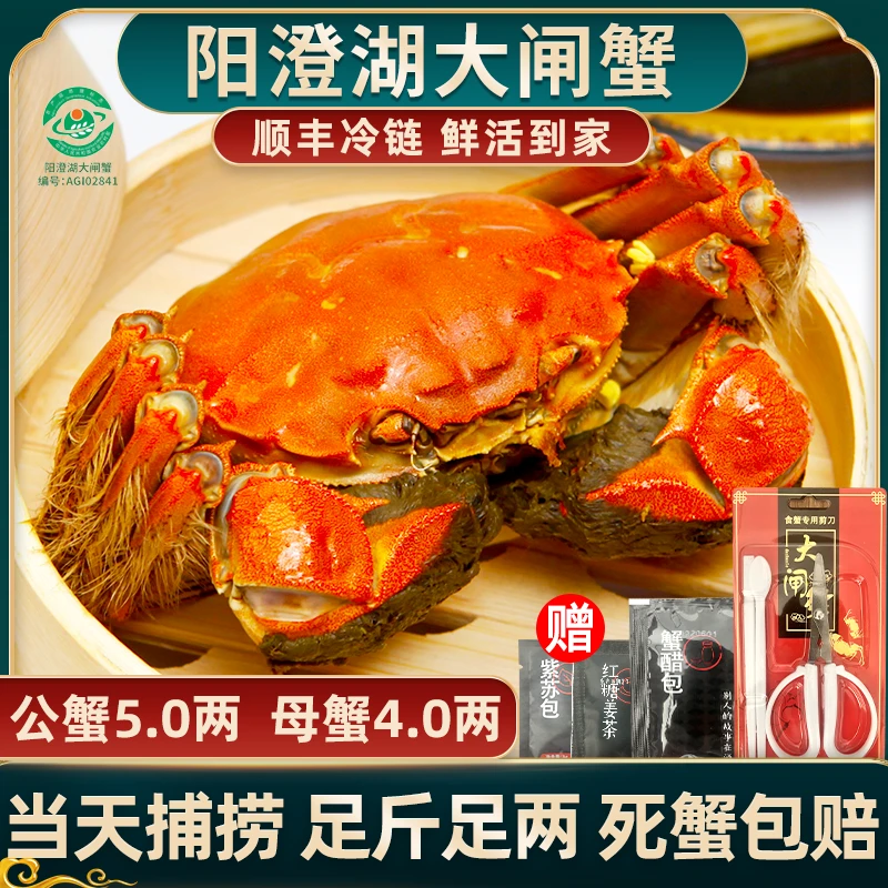 【活蟹现发】惠澄阳澄湖大闸蟹塘养5.0两公+4.0两母礼盒装顺丰只