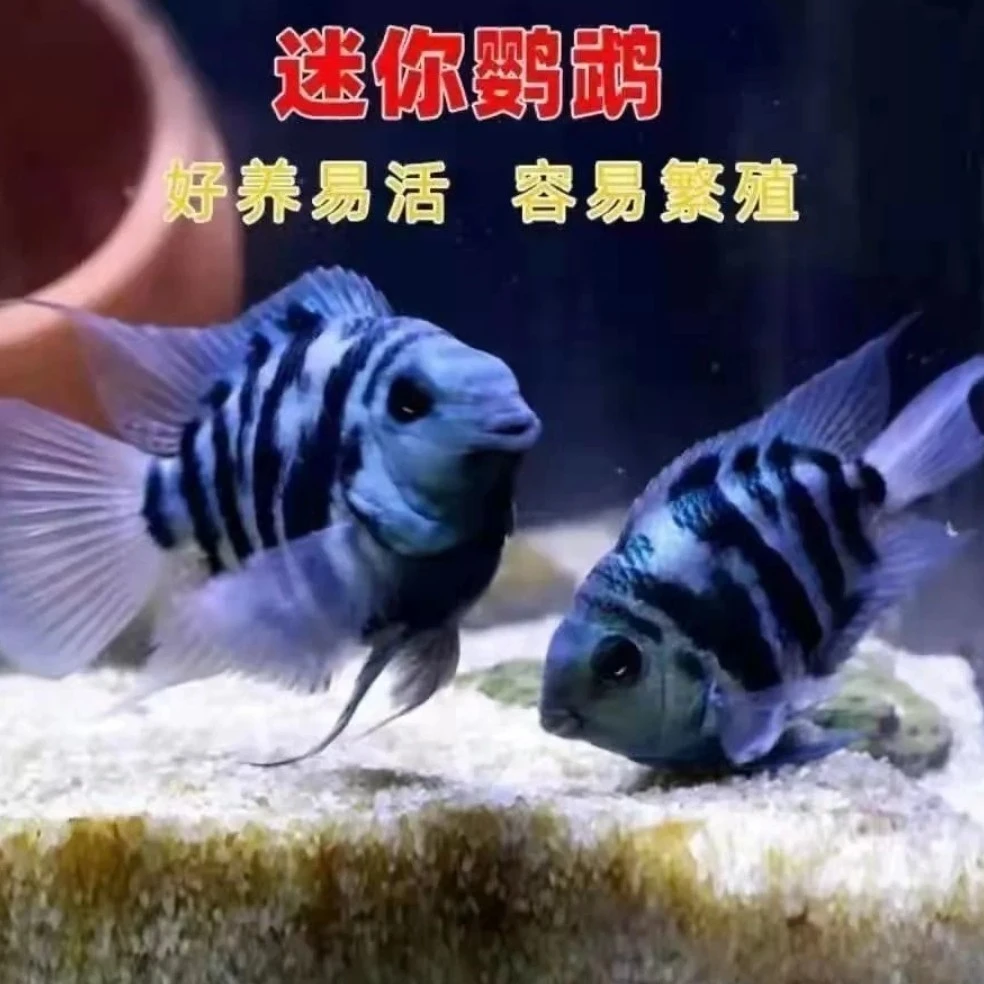 迷你鹦鹉鱼热带鱼宝蓝白色3-5厘米