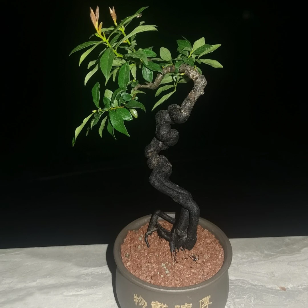 白色瓶兰花夏季春季冬季栽培小山灌木金弹子黑塔子野柿子盆景素材