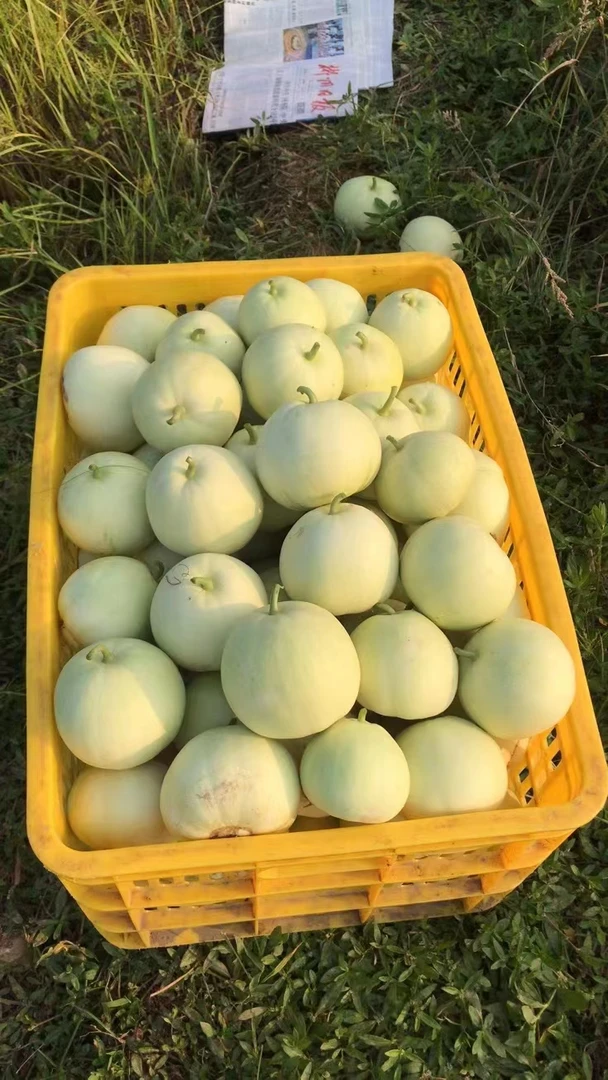 文明本地香瓜当季水果露天种植香甜脆现摘现发新鲜
