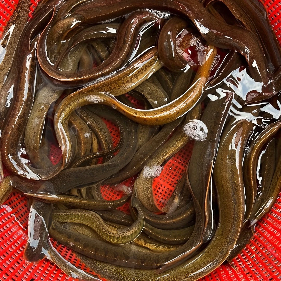 (新鲜处理冰鲜顺丰真空包装发货)食用冷水鱼辣锥、刀鳅